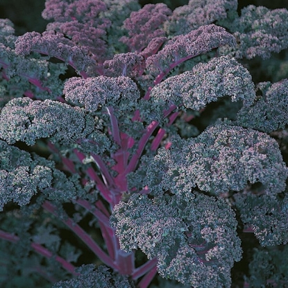 Picture of Kale Redbor F1